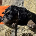 Best-male-cavapoo-puppy-for-sale-1 (1)