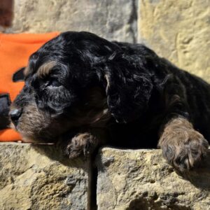 Best Cavapoo Best Cavapoo