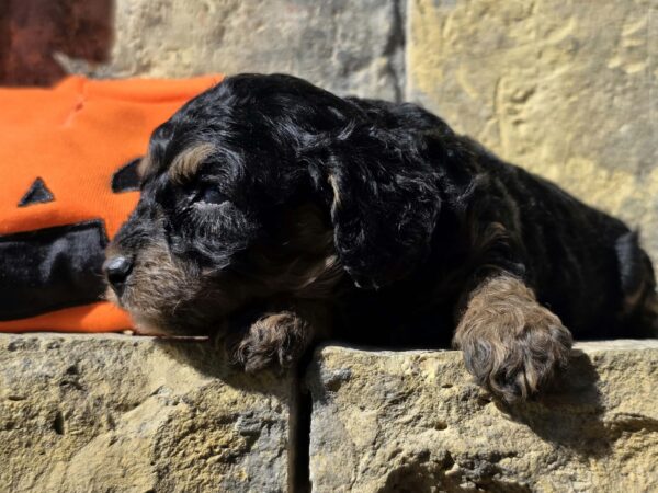 Best Cavapoo Best Cavapoo