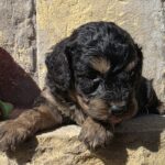 Best-male-cavapoo-puppy-for-sale-1 (2)
