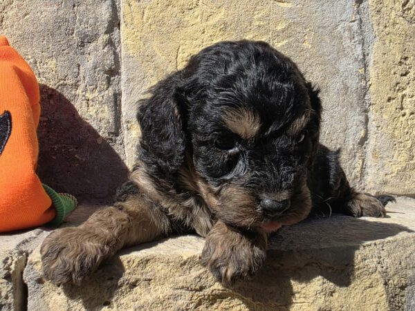Best Cavapoo Best Cavapoo