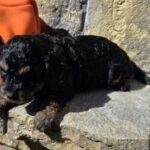 Best-male-cavapoo-puppy-for-sale-1 (3)
