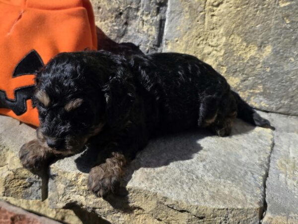 Best Cavapoo Best Cavapoo