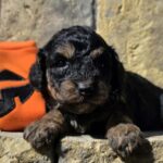 Best-male-cavapoo-puppy-for-sale-1 (4)