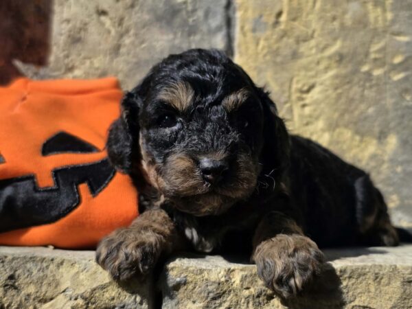 Best Cavapoo Best Cavapoo