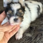 Betty-female-Biewer-Yorkshire-Terrier-puppy-for-sale- (1)