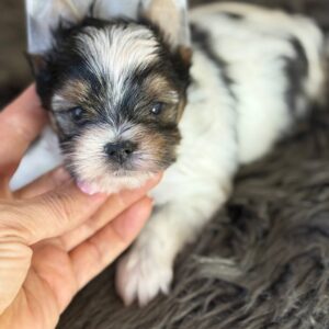 Betty Biewer Yorkshire Terrier Betty Biewer Yorkshire Terrier