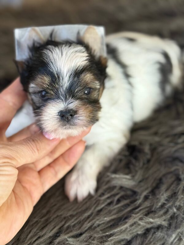 Betty Biewer Yorkshire Terrier Betty Biewer Yorkshire Terrier