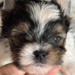 Betty-female-Biewer-Yorkshire-Terrier-puppy-for-sale- (2)