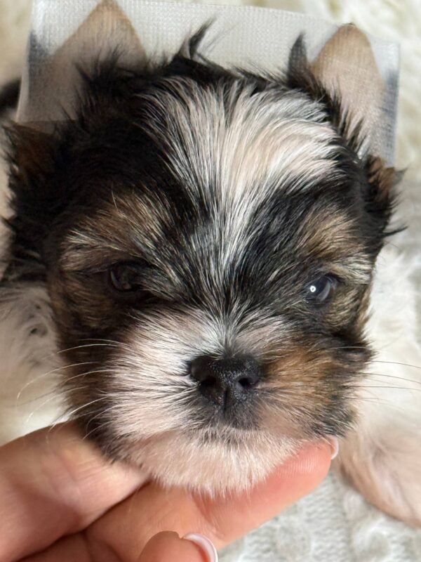Betty Biewer Yorkshire Terrier Betty Biewer Yorkshire Terrier