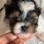 Betty-female-Biewer-Yorkshire-Terrier-puppy-for-sale- (3)