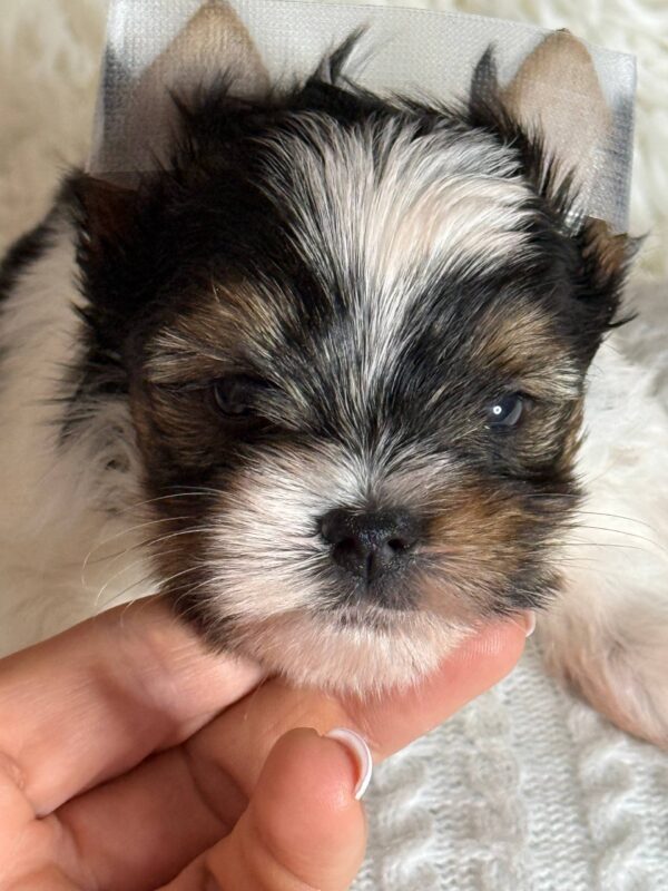 Betty Biewer Yorkshire Terrier Betty Biewer Yorkshire Terrier