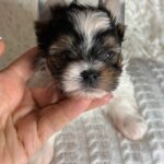 Betty-female-Biewer-Yorkshire-Terrier-puppy-for-sale- (4)