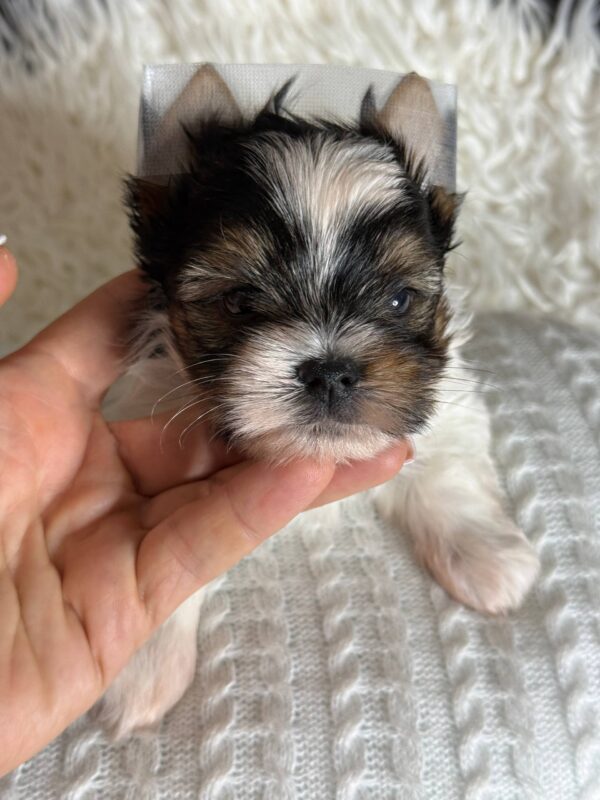 Betty Biewer Yorkshire Terrier Betty Biewer Yorkshire Terrier
