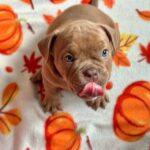 Beyli-female-American-Bully-puppy-for-sale- (1)