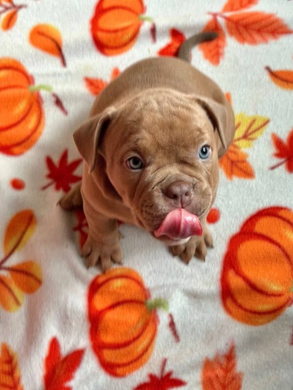 Beyli American Bully Beyli American Bully