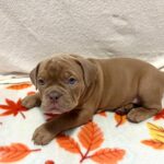 Beyli-female-American-Bully-puppy-for-sale- (2)