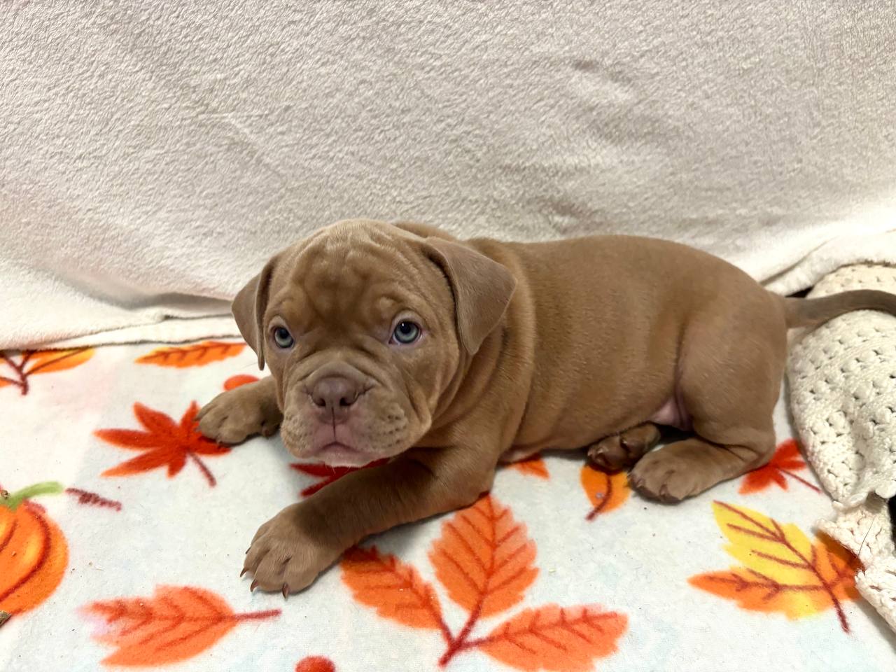 Beyli | Purebred, healthy American Bully puppy for sale | NewDoggy.com