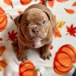 Beyli-female-American-Bully-puppy-for-sale- (3)