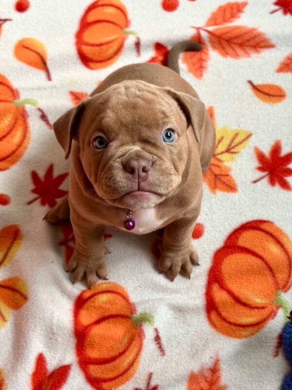 Beyli American Bully Beyli American Bully