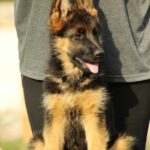 Bianca-female-German-shepherd-puppy-for-sale-1 (1)