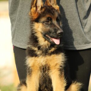 Bianca German Shepherd Bianca German Shepherd