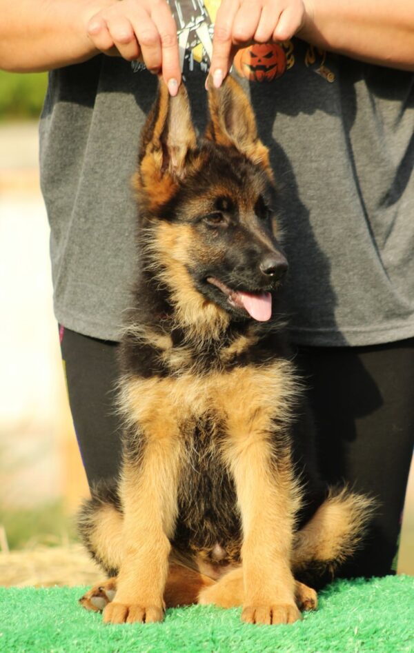 Bianca German Shepherd Bianca German Shepherd