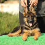 Bianca-female-German-shepherd-puppy-for-sale-1 (2)