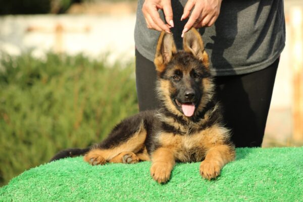 Bianca German Shepherd Bianca German Shepherd