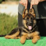 Bianca-female-German-shepherd-puppy-for-sale-1 (3)