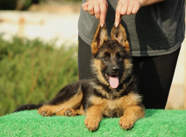 Bianca German Shepherd Bianca German Shepherd