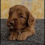 Biscuit male Cavapoo puppy for sale01
