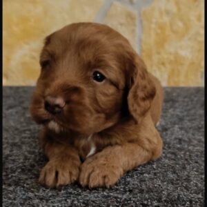 Biscuit Cavapoo Biscuit Cavapoo