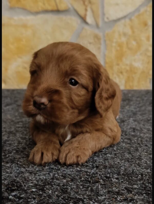 Biscuit Cavapoo Biscuit Cavapoo