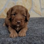 Biscuit male Cavapoo puppy for sale02