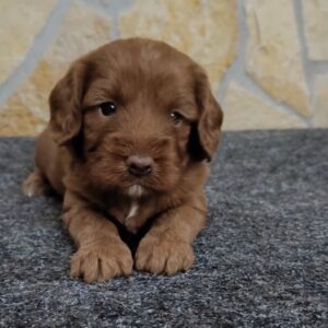 Biscuit Cavapoo Biscuit Cavapoo