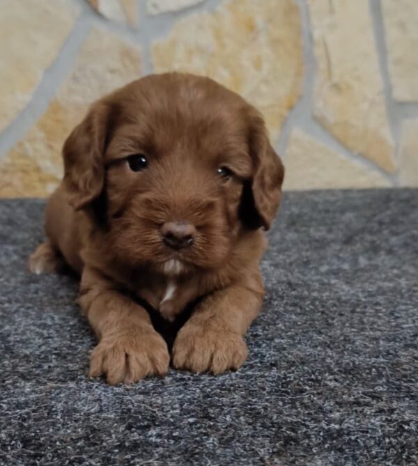 Biscuit Cavapoo Biscuit Cavapoo
