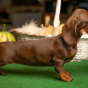 Bitta Miniature Dachshund Bitta Miniature Dachshund