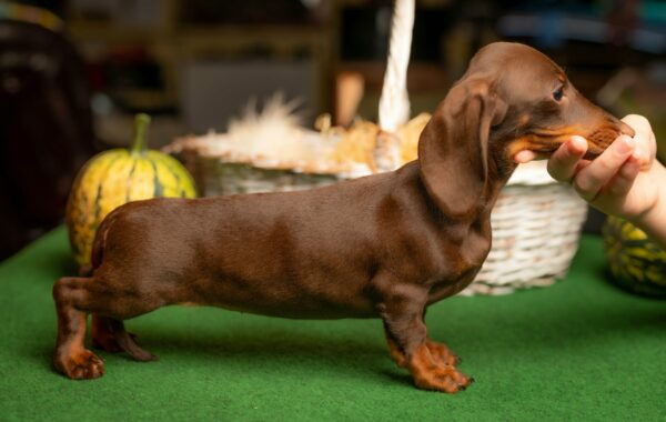 Bitta Miniature Dachshund Bitta Miniature Dachshund