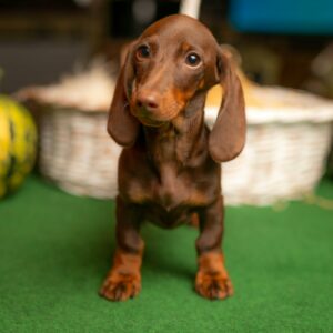 Bitta Miniature Dachshund Bitta Miniature Dachshund
