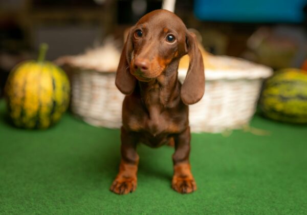 Bitta Miniature Dachshund Bitta Miniature Dachshund