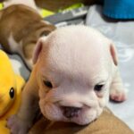 Blit-male-English-bulldog-puppy-for-sale-1 (1)