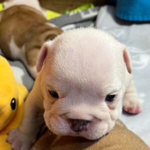 Blit English Bulldog Blit English Bulldog
