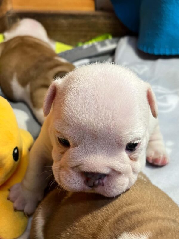 Blit English Bulldog Blit English Bulldog