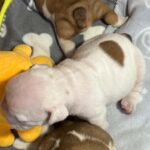 Blit-male-English-bulldog-puppy-for-sale-1 (2)