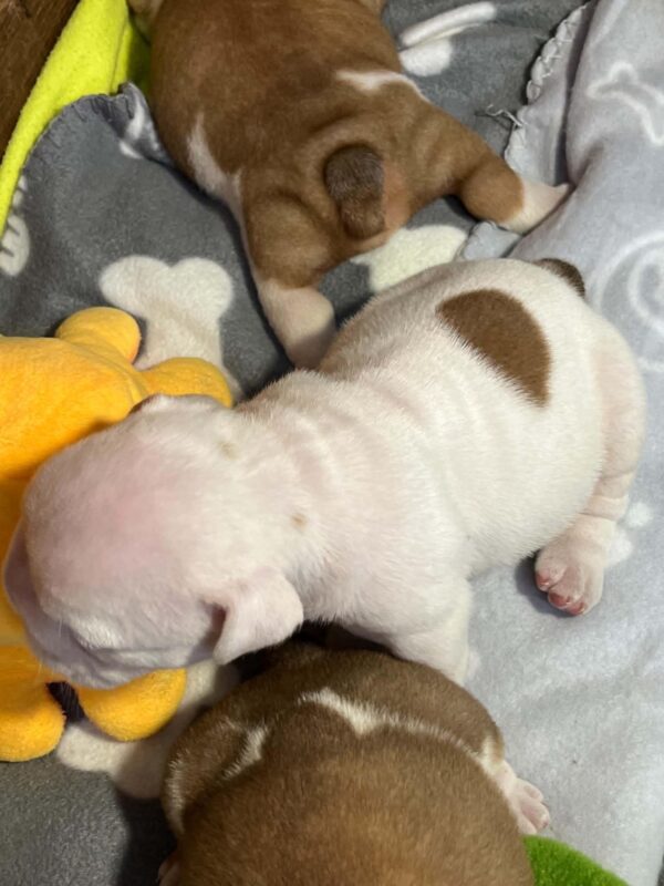 Blit English Bulldog Blit English Bulldog