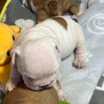 Blit-male-English-bulldog-puppy-for-sale-1 (3)