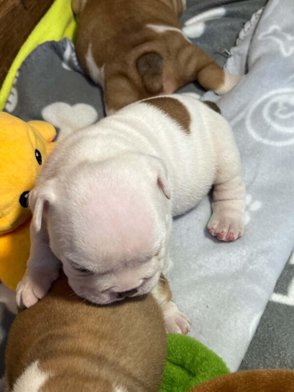 Blit English Bulldog Blit English Bulldog
