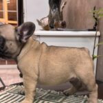 Bombay-male-french-bulldog-puppy-for-sale-1 (1)