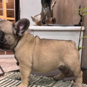 Bombay French Bulldog Bombay French Bulldog